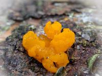 Riesen-Gallertträne Pilz